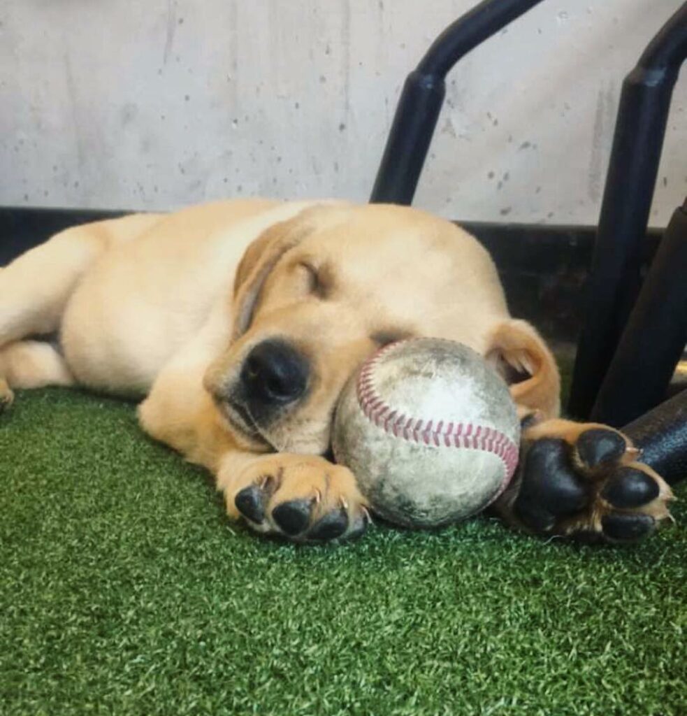 A dog sleeping with a ball